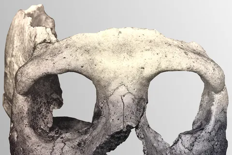 The Krapina 3 skull