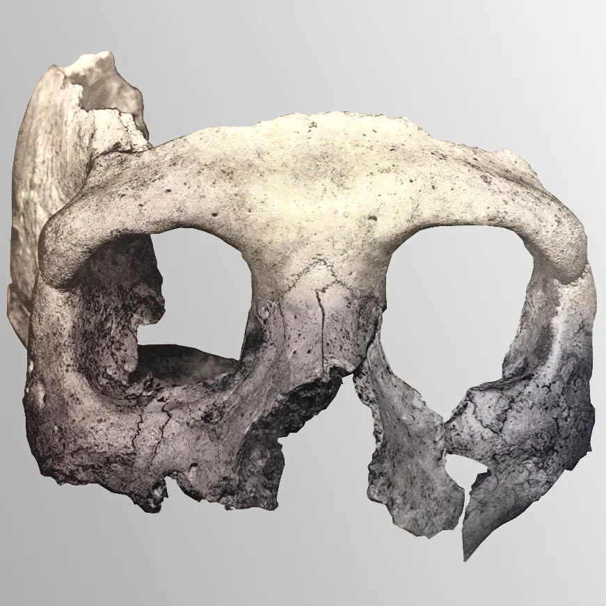 The Krapina 3 Neanderthal skull, a plate of 1906