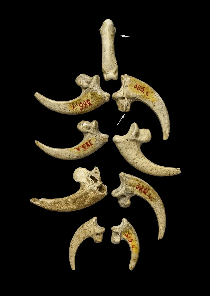 Eight eagle talons from Krapina on black